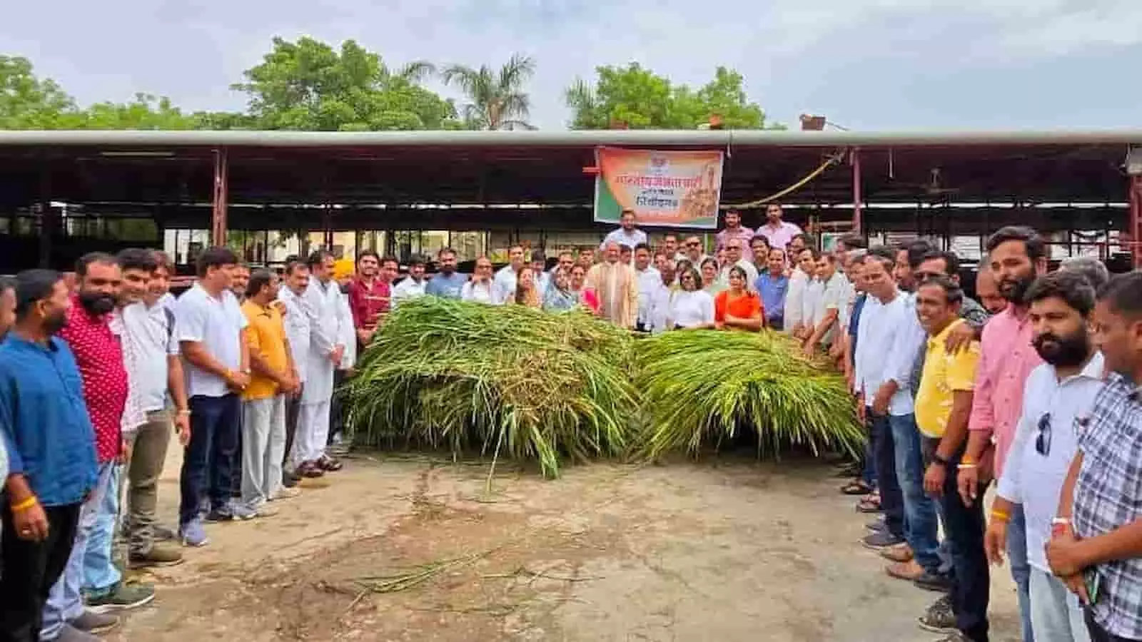 गांधीनगर गोशाला में हरे चारे के पास खड़े होकर कार्यक्रम में शामिल भाजपा पदाधिकारी और कार्यकर्ता। गांधीनगर गोशाला में हरे चारे के पास खड़े होकर कार्यक्रम में शामिल भाजपा पदाधिकारी और कार्यकर्ता।