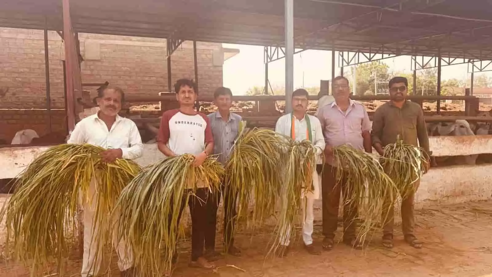 गौशाला में अमृतलाल सोनी और अन्य लोग गायों के लिए हरा चारा लिए खड़े हैं। गौशाला में अमृतलाल सोनी और अन्य लोग गायों के लिए हरा चारा लिए खड़े हैं।