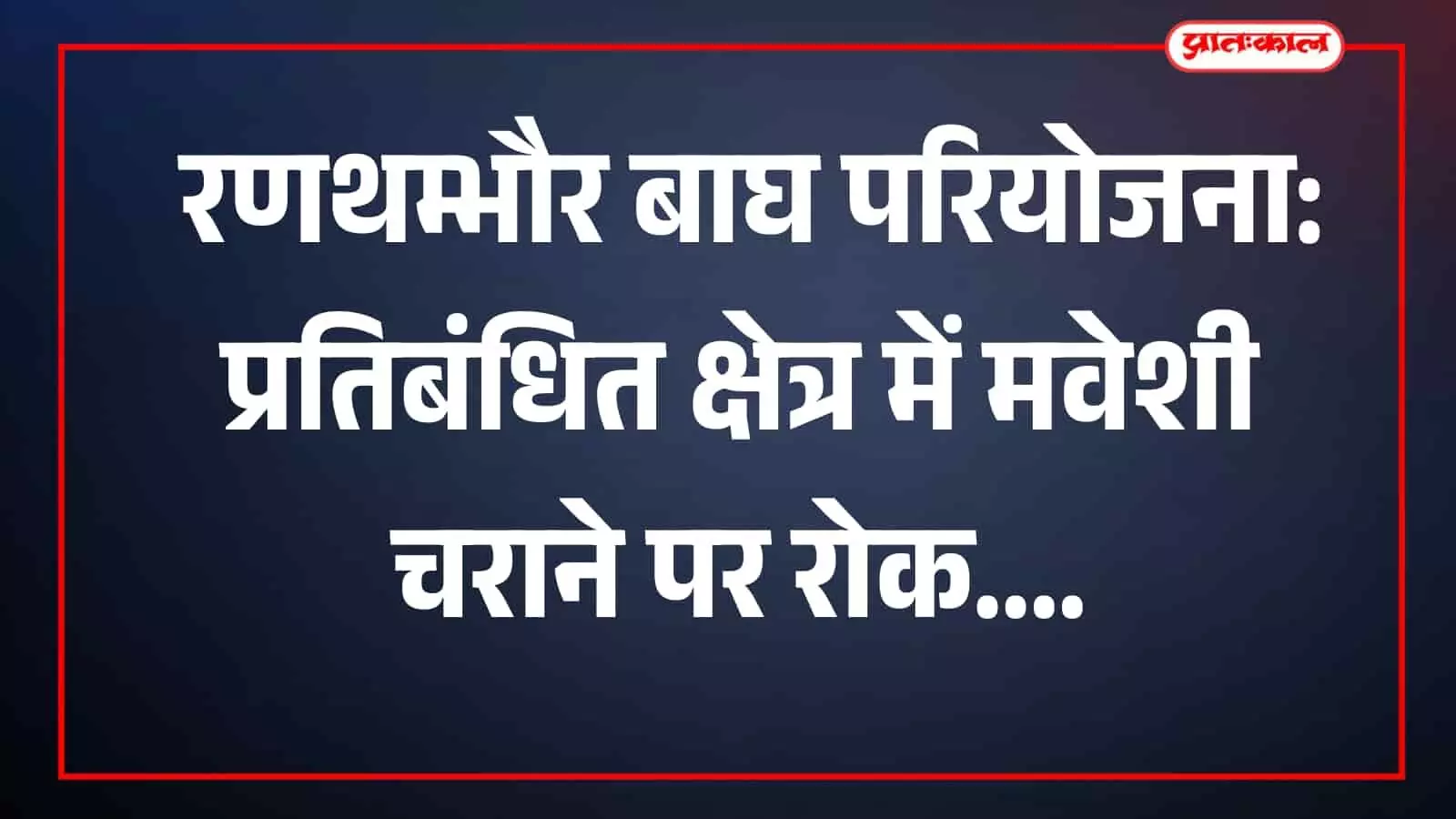 रणथम्भौर बाघ परियोजना के प्रतिबंधित क्षेत्र में मवेशी चराते हुए चरवाहे दिखाई दे रहे हैं।