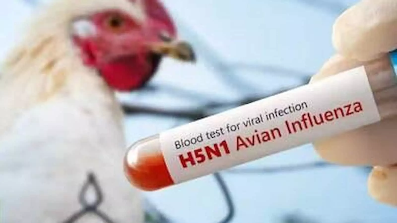 एक हाथ में H5N1 संक्रमण की जांच के लिए ब्लड सैंपल ट्यूब पकड़े हुए है। एक हाथ में H5N1 संक्रमण की जांच के लिए ब्लड सैंपल ट्यूब पकड़े हुए है।