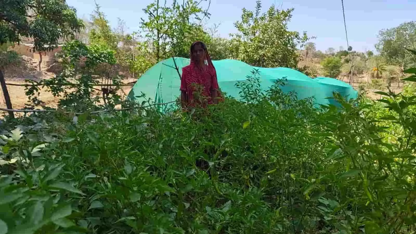 हरी मिर्च के पौधों के बीच खेत में खड़ी महिला किसान शिमला कातरवास खेरवाड़ा। हरी मिर्च के पौधों के बीच खेत में खड़ी महिला किसान शिमला कातरवास खेरवाड़ा।