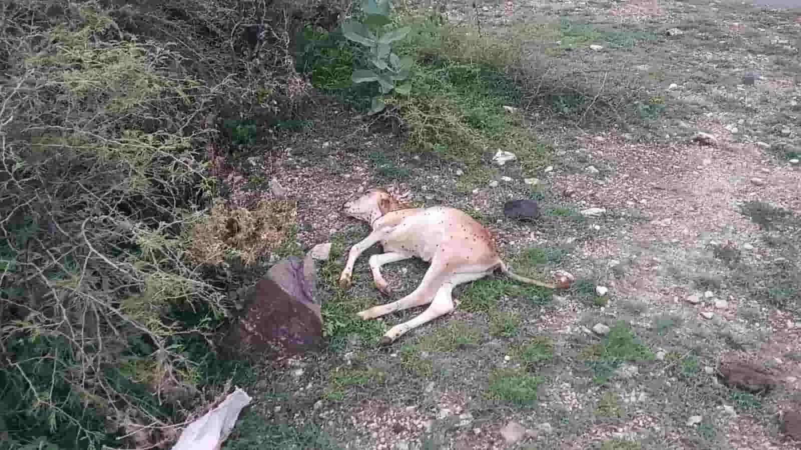 तस्वीर में खेतों के किनारे जमीन पर पड़ा एक मृत बछड़ा दिखाई दे रहा है। तस्वीर में खेतों के किनारे जमीन पर पड़ा एक मृत बछड़ा दिखाई दे रहा है।