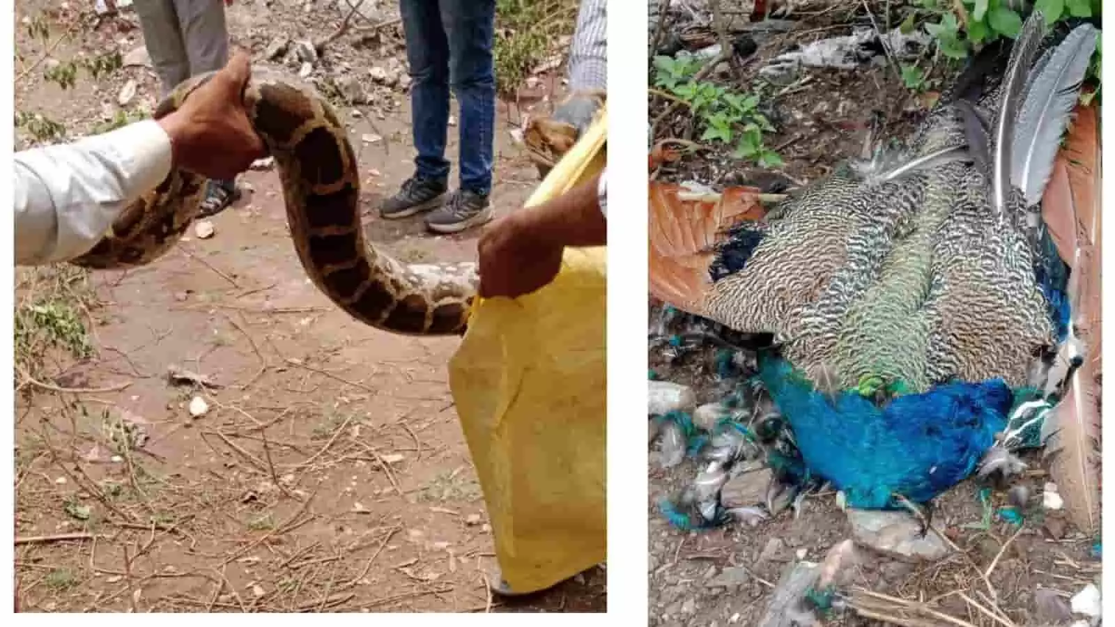 खानमीन में वन विभाग द्वारा पकड़ा गया अजगर और जमीन पर पड़ा मृत मोर