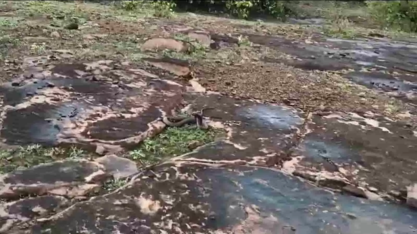 पथरीली जमीन पर रेंगता हुआ एक जहरीला सांप जो बकलहटा के घने जंगल में मुक्त किया गया है। पथरीली जमीन पर रेंगता हुआ एक जहरीला सांप जो बकलहटा के घने जंगल में मुक्त किया गया है।