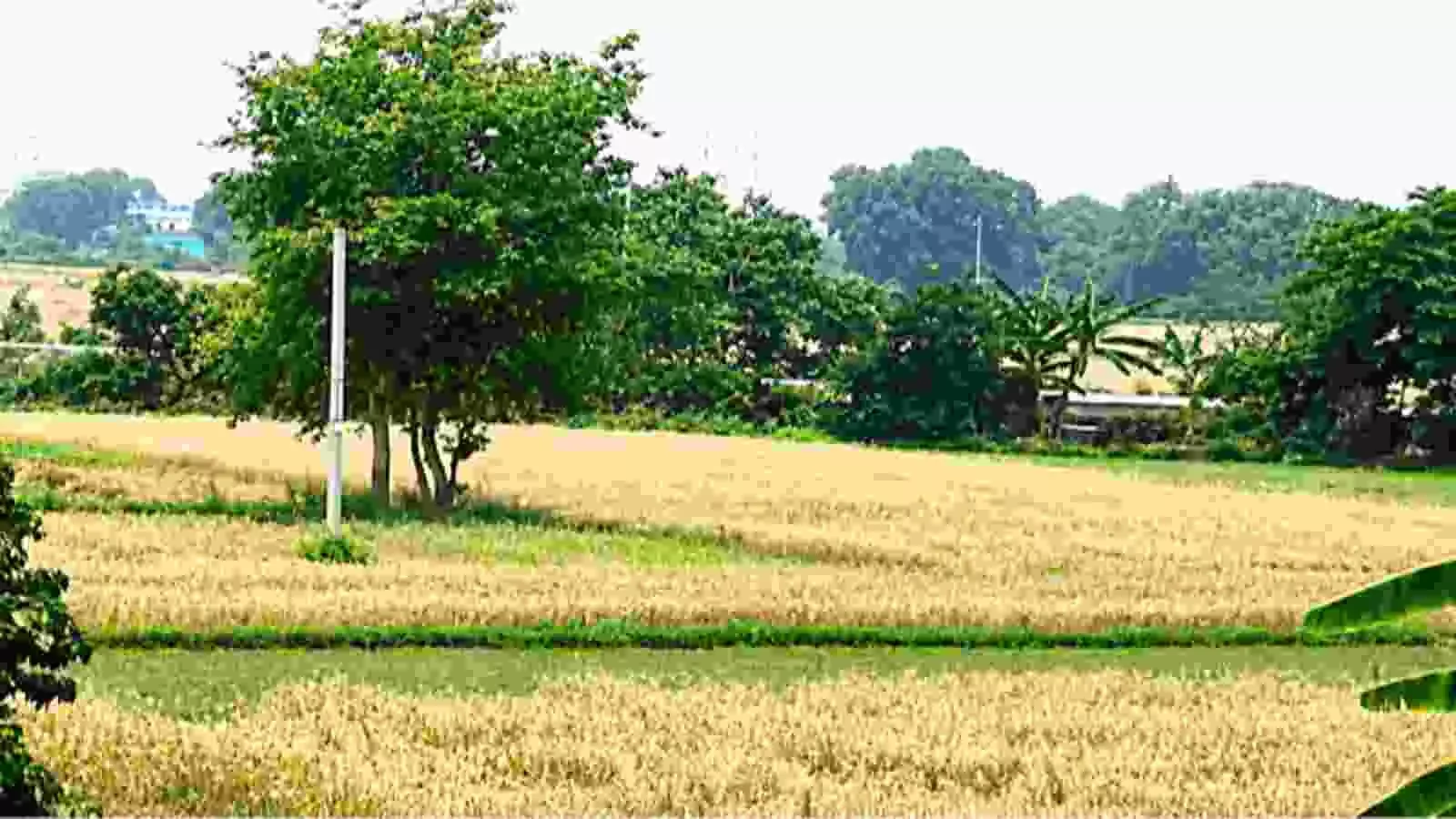 बिहार में खेतों का दृश्य जहां राजस्व कर्मचारी भूमि रिकॉर्ड अद्यतन करेंगे।
