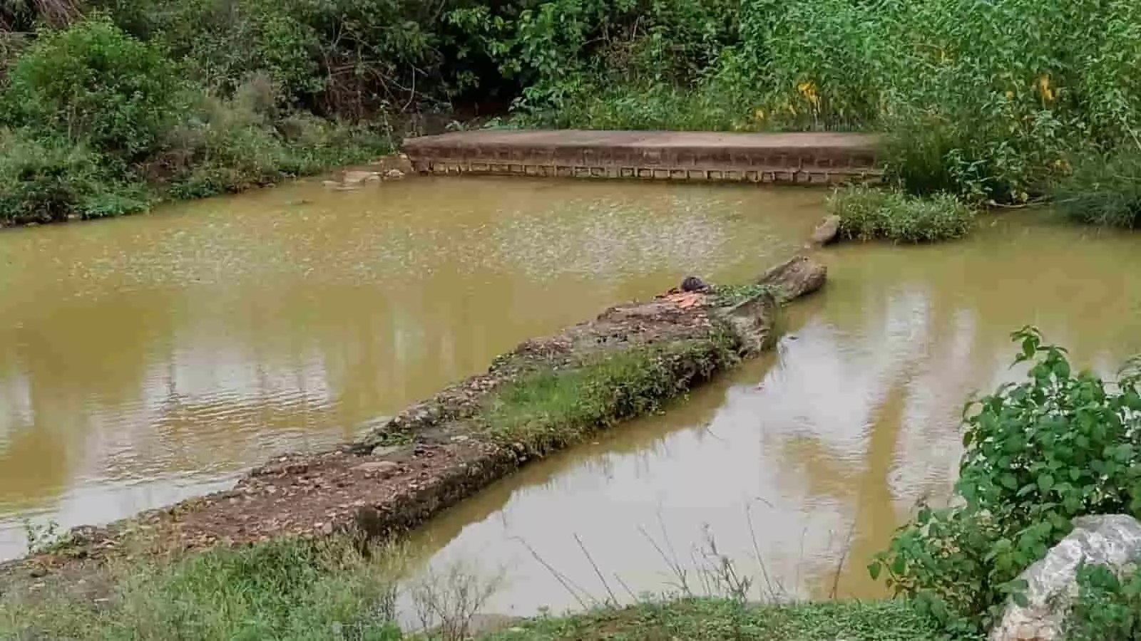 तस्वीर में कटनी के स्लीमनाबाद की जोगी बाबा नदी और उसके आसपास की झाड़ियां दिख रही हैं। तस्वीर में कटनी के स्लीमनाबाद की जोगी बाबा नदी और उसके आसपास की झाड़ियां दिख रही हैं।