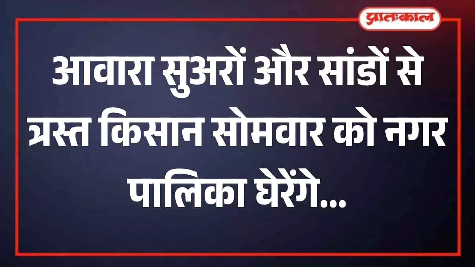 रायपुर ब्यावर के एक खेत में फसलों के बीच घूमते आवारा पशुओं की दृश्यता।