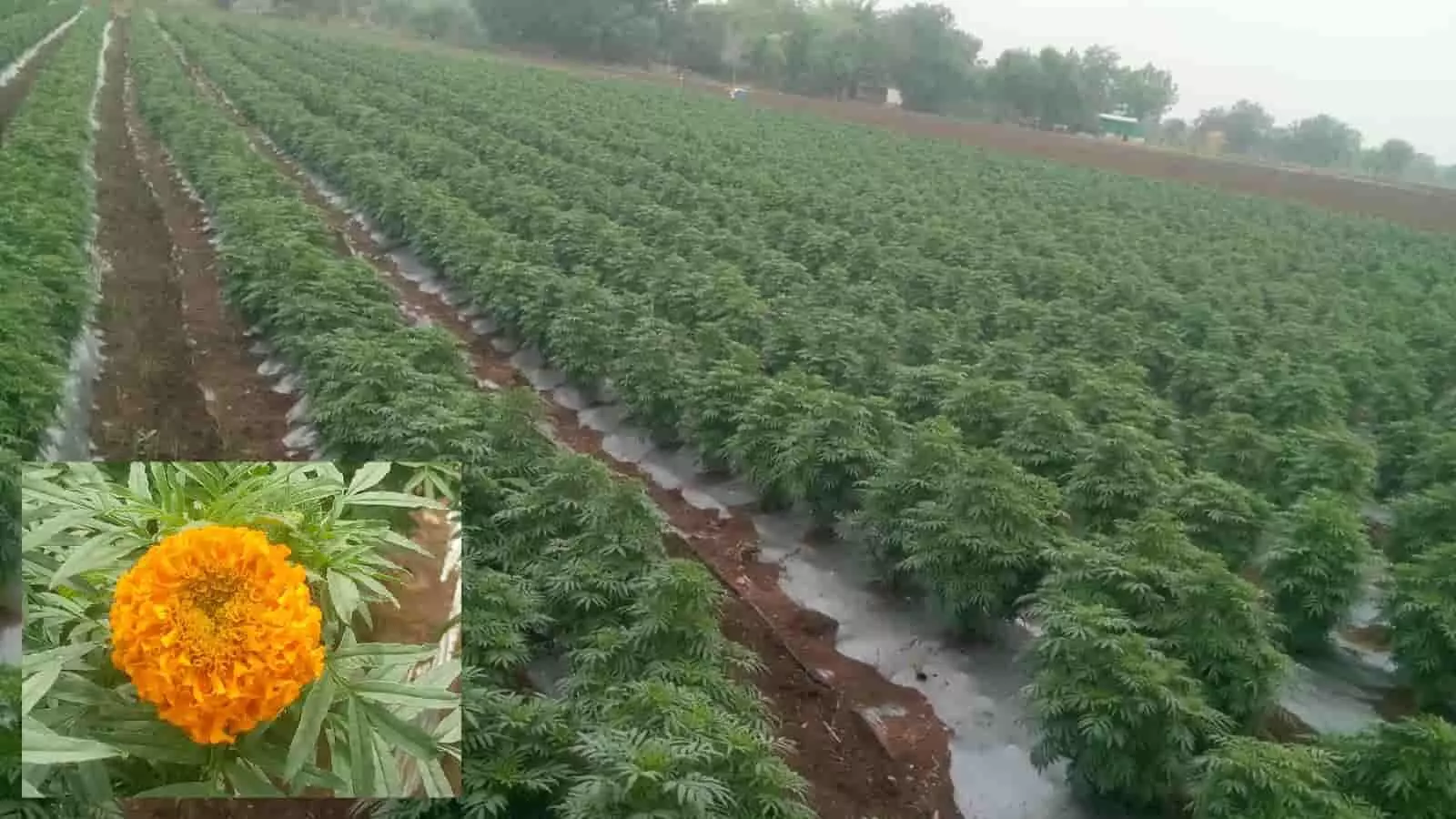 खेत में प्लास्टिक मल्चिंग तकनीक से कतारों में उगाई गई गेंदे के पौधों की हरी फसल की तस्वीर। खेत में प्लास्टिक मल्चिंग तकनीक से कतारों में उगाई गई गेंदे के पौधों की हरी फसल की तस्वीर।