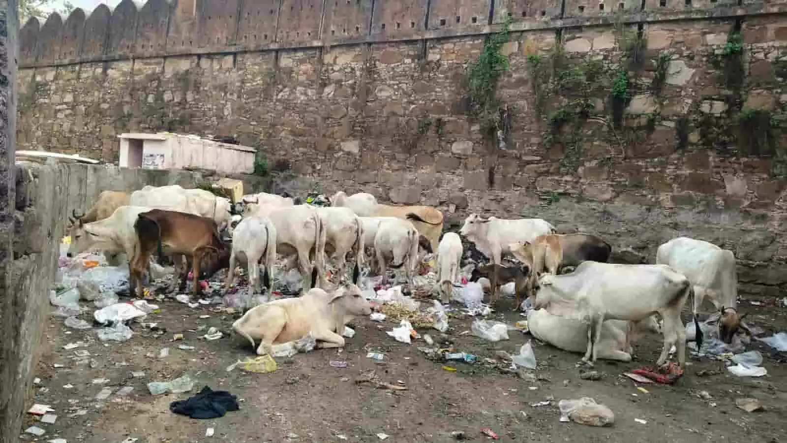 कचरे में मवेशी झालरापाटन नगरपालिका की स्वच्छता व्यवस्था के संदर्भ में दिख रहे हैं। कचरे में मवेशी झालरापाटन नगरपालिका की स्वच्छता व्यवस्था के संदर्भ में दिख रहे हैं।