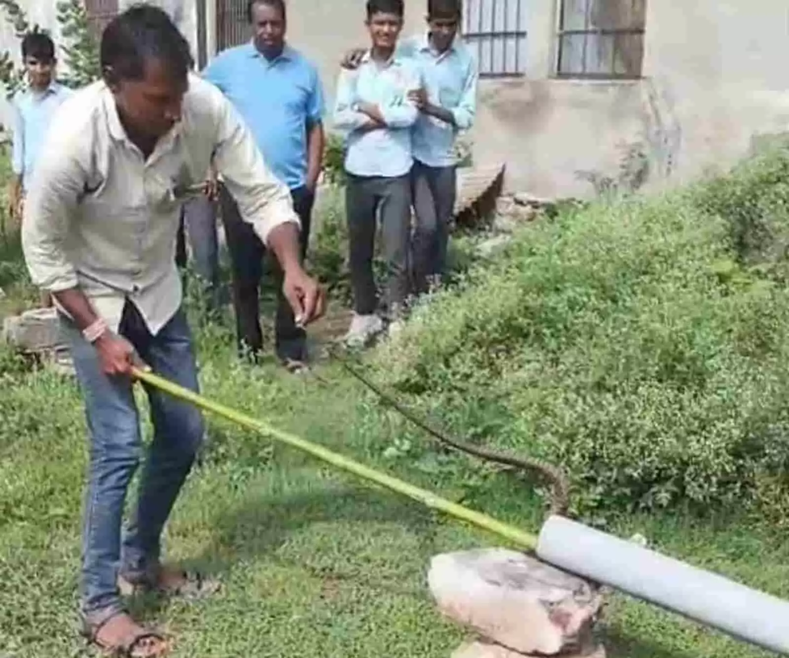 एक व्यक्ति स्कूल परिसर में पाइप के माध्यम से सांप को पकड़ रहा है। एक व्यक्ति स्कूल परिसर में पाइप के माध्यम से सांप को पकड़ रहा है।