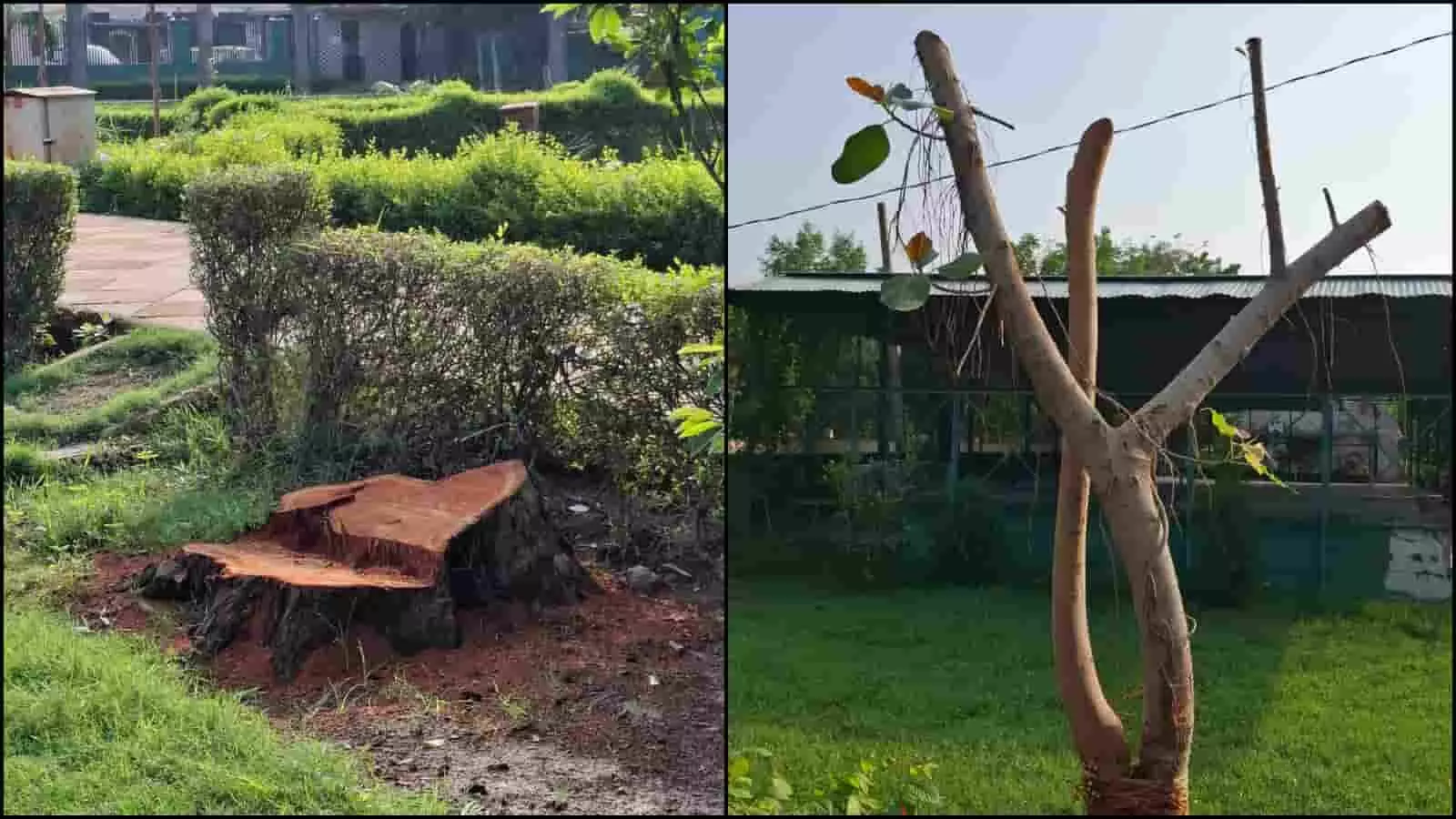 तस्वीर में स्वामी विवेकानंद पार्क में कटे हुए पेड़ों के ठूंठ और पेड़ दिख रहे हैं। तस्वीर में स्वामी विवेकानंद पार्क में कटे हुए पेड़ों के ठूंठ और पेड़ दिख रहे हैं।