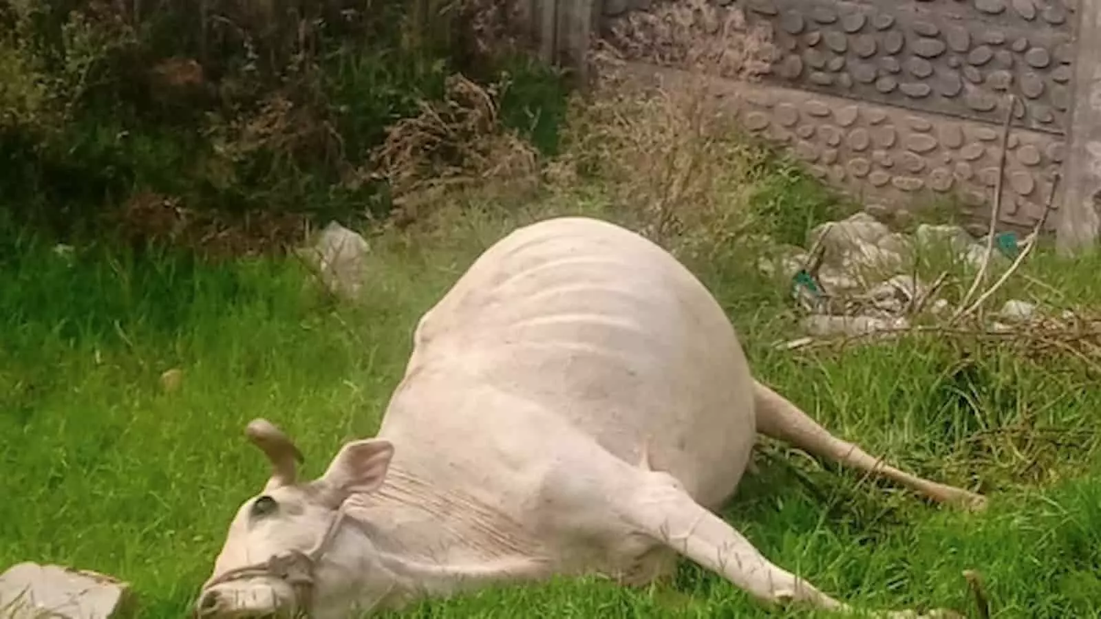 आकोला में बिजली डीपी के पास मृत पड़ी गाय और आसपास का क्षेत्र। आकोला में बिजली डीपी के पास मृत पड़ी गाय और आसपास का क्षेत्र।