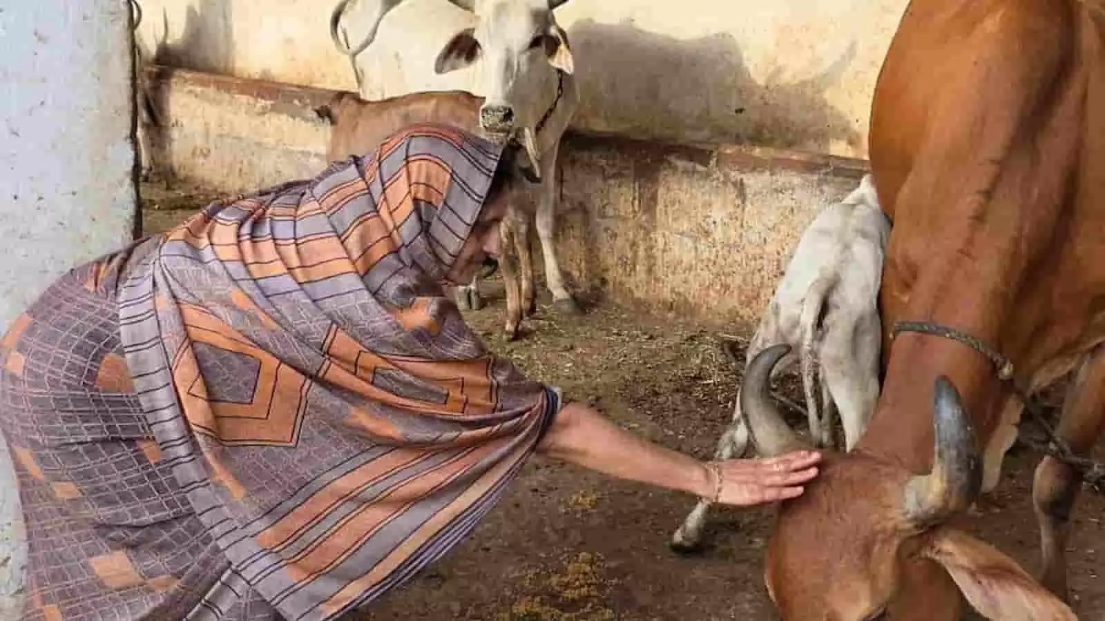 तस्वीर में एक महिला गौशाला में गाय को भोजन कराते हुए दिख रही है।