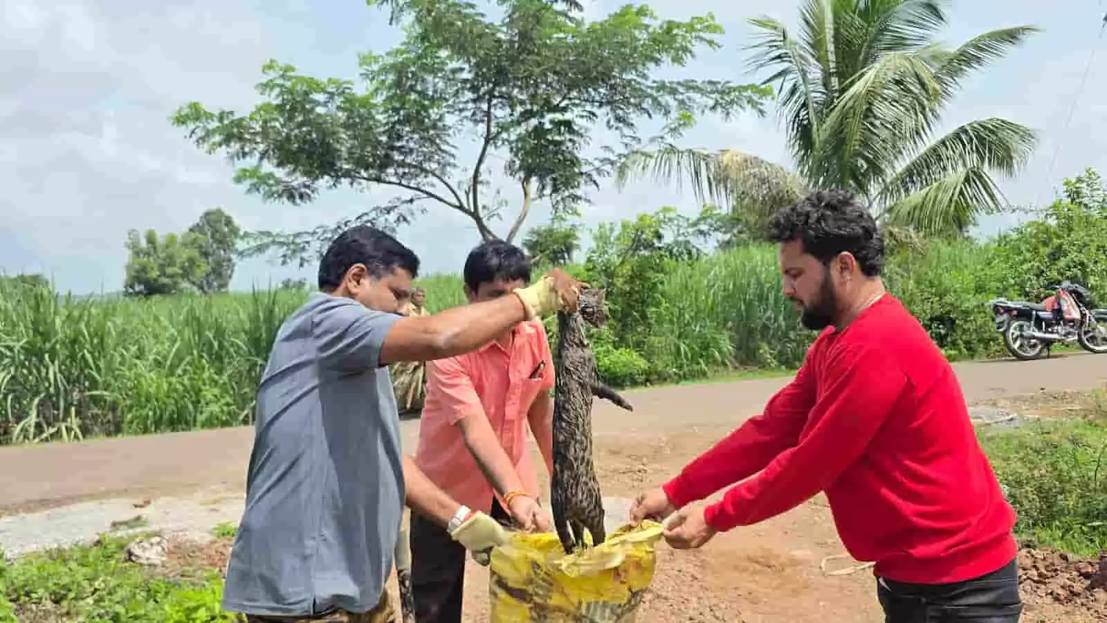 कोल्हापुर के मुरगूड में सड़क किनारे नाले से रेस्क्यू किए गए उदमांजर को बोरी में रखते तीन युवक। कोल्हापुर के मुरगूड में सड़क किनारे नाले से रेस्क्यू किए गए उदमांजर को बोरी में रखते तीन युवक।