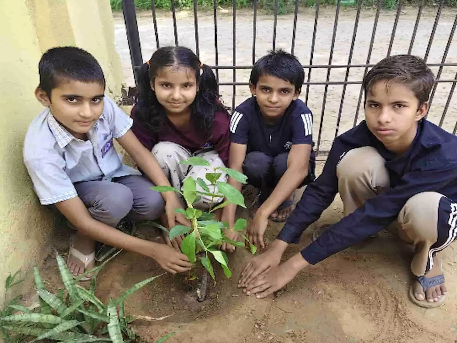 चार विद्यार्थी स्कूल परिसर में मिलकर एक पौधा लगा रहे हैं। चार विद्यार्थी स्कूल परिसर में मिलकर एक पौधा लगा रहे हैं।