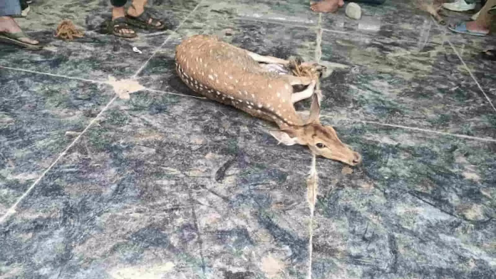 फर्श पर लेटा हुआ घायल हिरण जिसके पास लोग खड़े हैं। फर्श पर लेटा हुआ घायल हिरण जिसके पास लोग खड़े हैं।