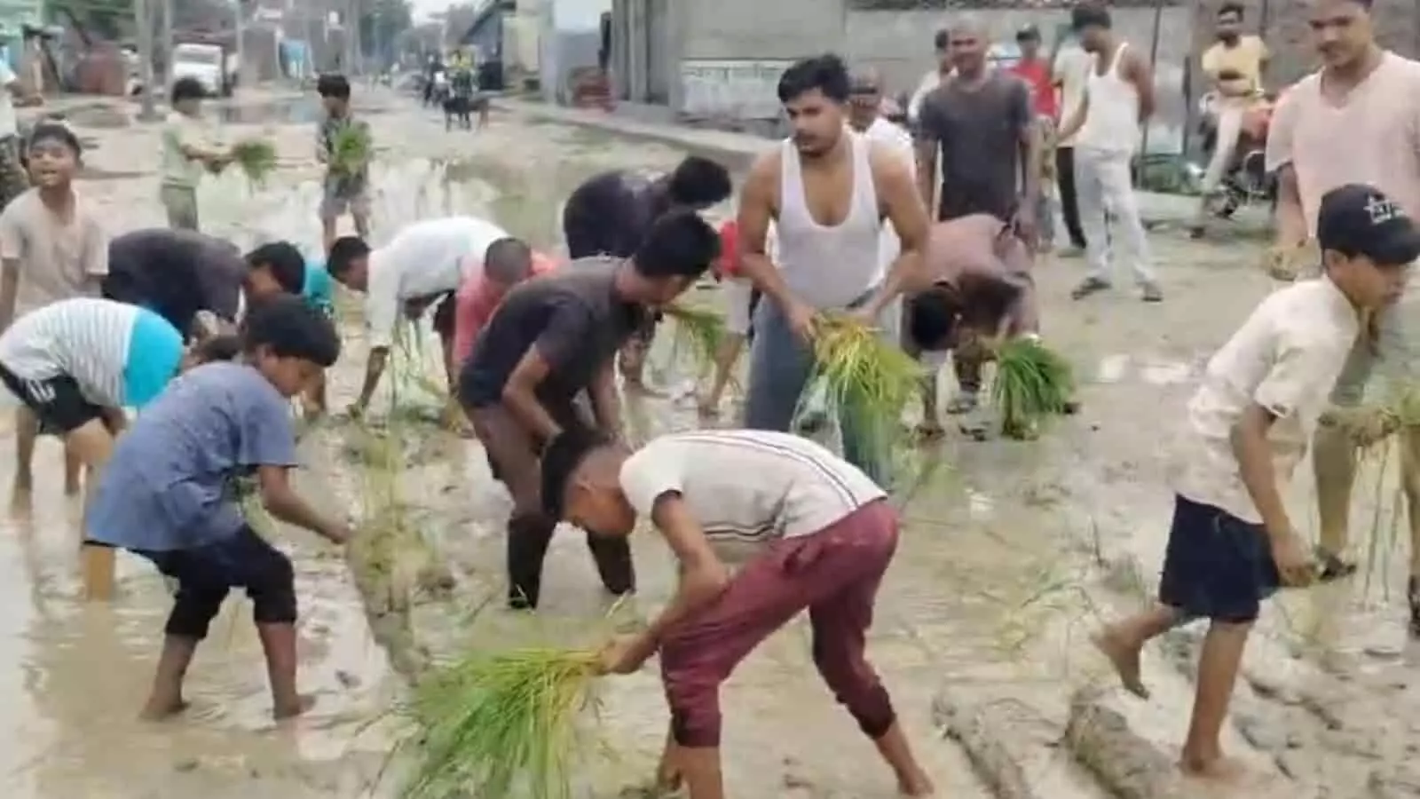 जलभराव और कीचड़ से भरी सड़क पर स्थानीय लोग धान की रोपाई कर विरोध जताते हुए। जलभराव और कीचड़ से भरी सड़क पर स्थानीय लोग धान की रोपाई कर विरोध जताते हुए।