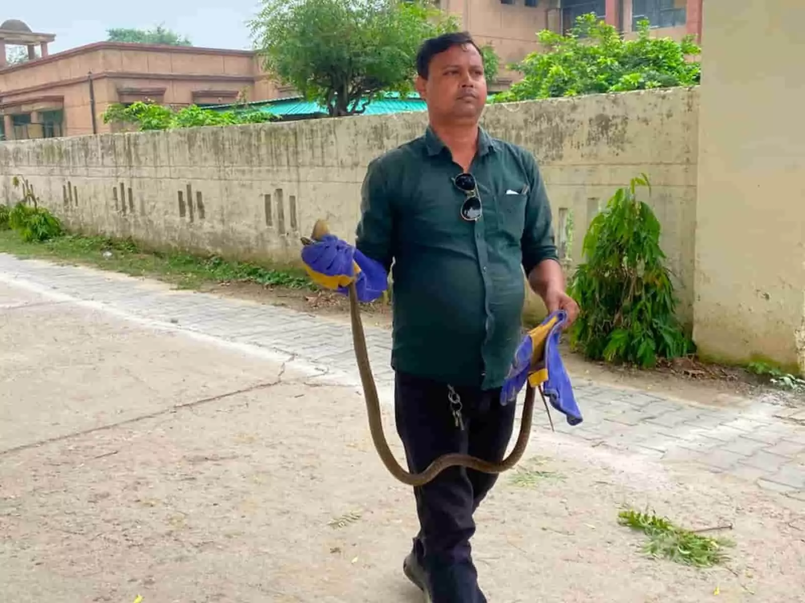 एटा के अलीगंज एसडीएम आवास परिसर में हाथ में सांप पकड़े हुए वन विभाग के कर्मचारी धर्मेंद्र प्रजापति। एटा के अलीगंज एसडीएम आवास परिसर में हाथ में सांप पकड़े हुए वन विभाग के कर्मचारी धर्मेंद्र प्रजापति।