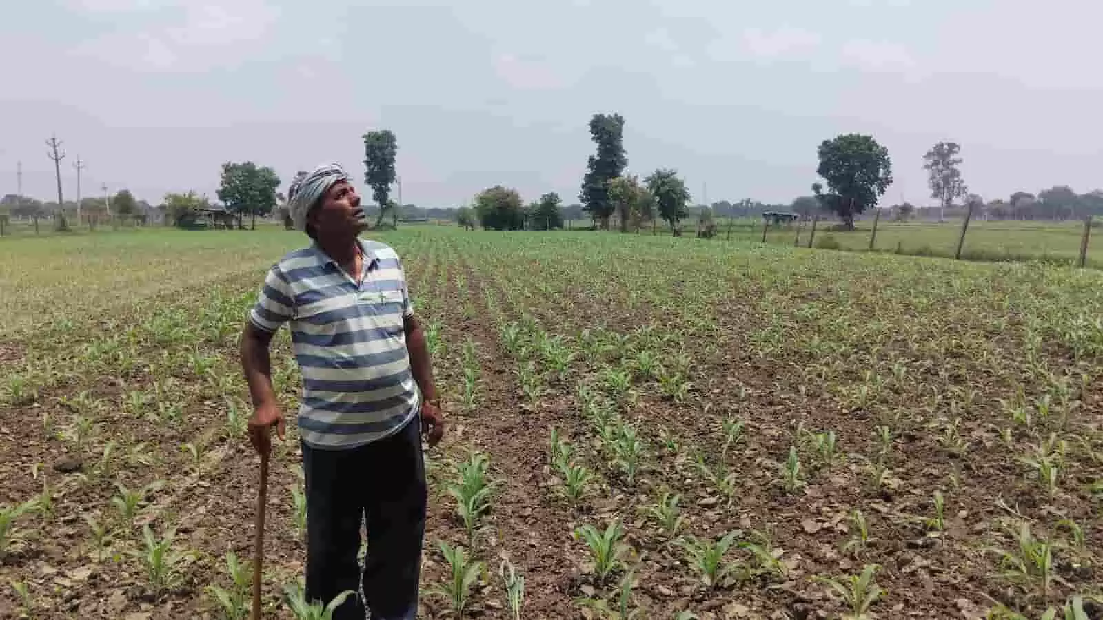 खेत में खड़ी खरीफ फसल के बीच लाठी लेकर आसमान की ओर देखता किसान। खेत में खड़ी खरीफ फसल के बीच लाठी लेकर आसमान की ओर देखता किसान।