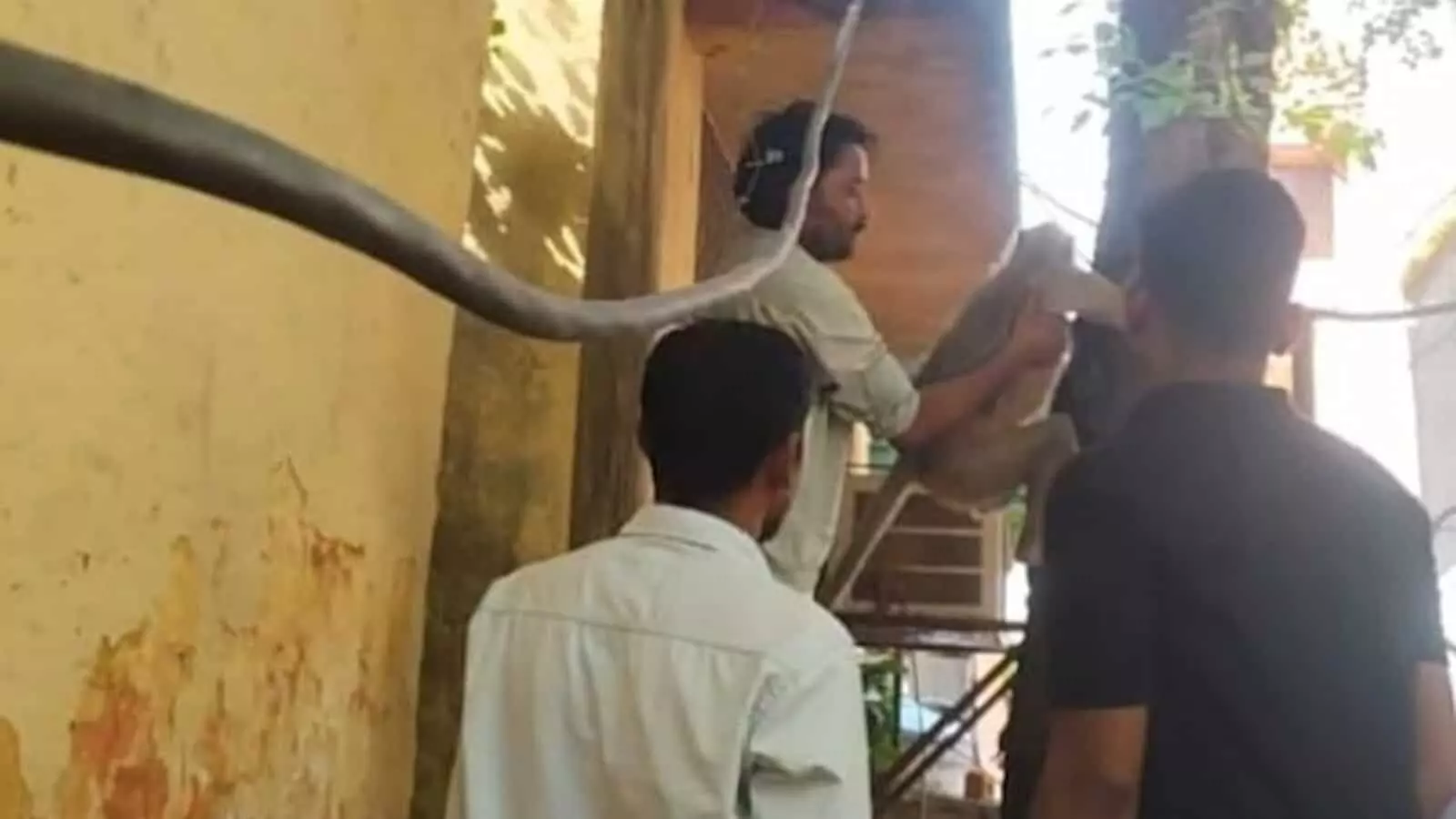 बिजली के खंभे के पास घायल बंदर को संभालते हुए बिजली विभाग के कर्मचारी। बिजली के खंभे के पास घायल बंदर को संभालते हुए बिजली विभाग के कर्मचारी।