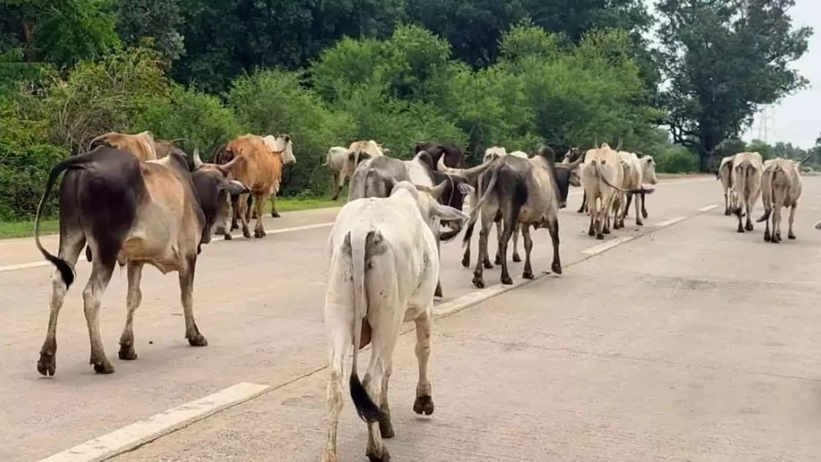 कटनी-जबलपुर हाईवे पर सड़क पर घूम रहे आवारा मवेशियों का झुंड दिखाई दे रहा है। कटनी-जबलपुर हाईवे पर सड़क पर घूम रहे आवारा मवेशियों का झुंड दिखाई दे रहा है।