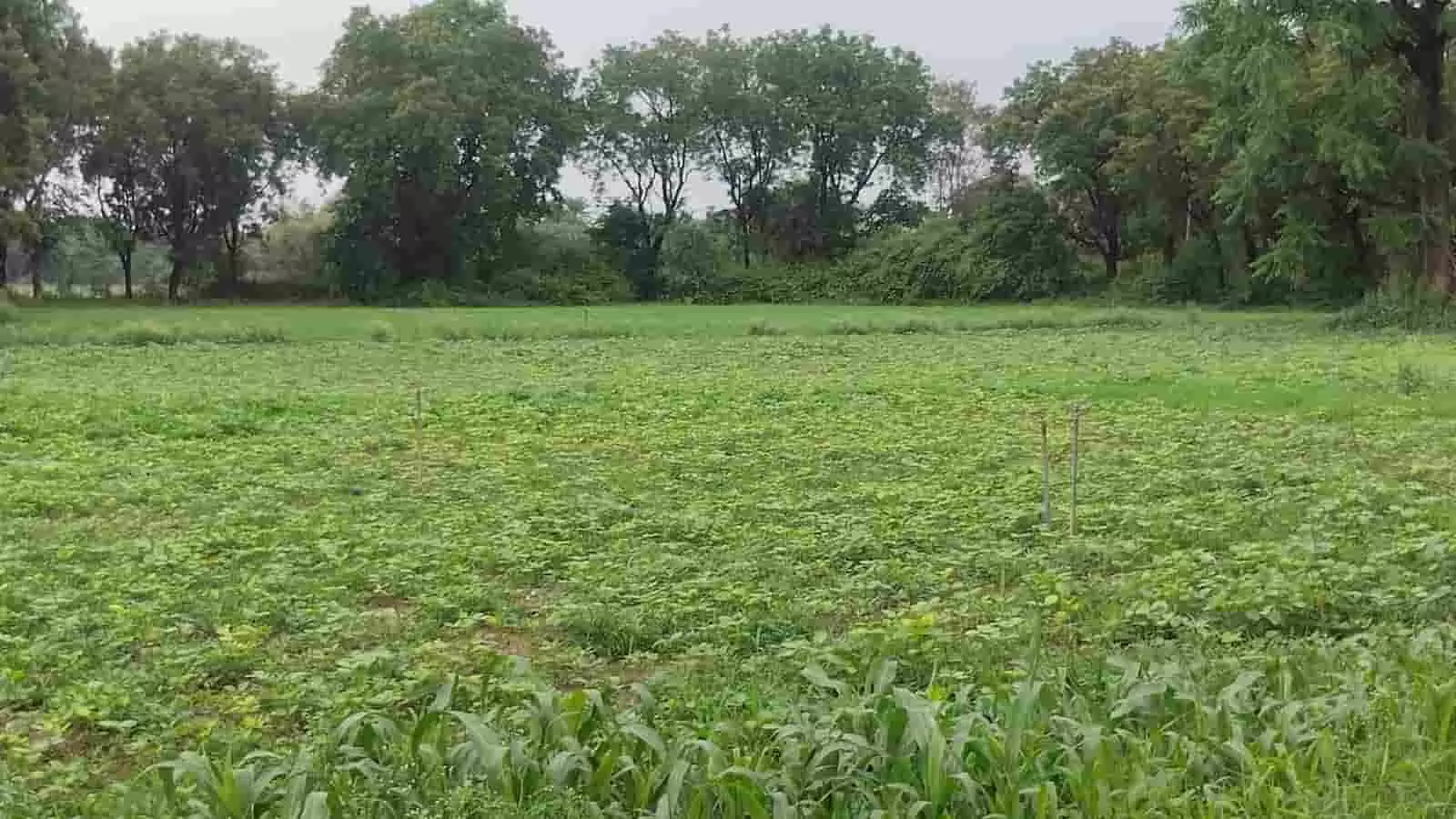 तस्वीर में बारिश के बाद खेत में हरी-भरी लहराती हुई खरीफ फसल दिखाई दे रही है। तस्वीर में बारिश के बाद खेत में हरी-भरी लहराती हुई खरीफ फसल दिखाई दे रही है।