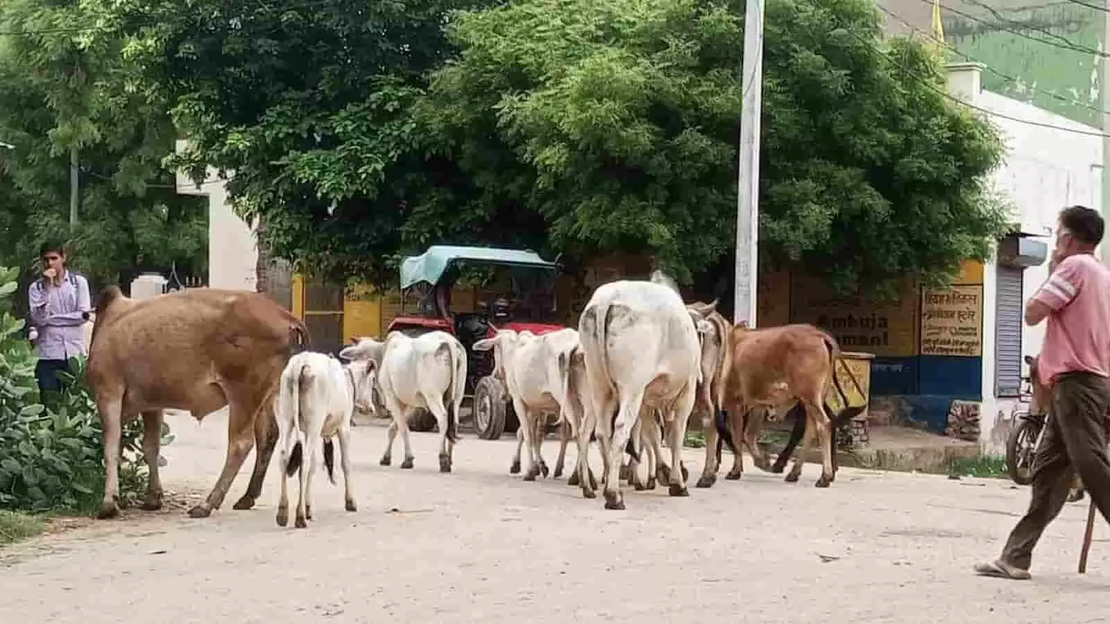 सलैमपुर कलां बस स्टैंड के पास सड़क पर घूमते आवारा गोवंश और राहगीर। सलैमपुर कलां बस स्टैंड के पास सड़क पर घूमते आवारा गोवंश और राहगीर।