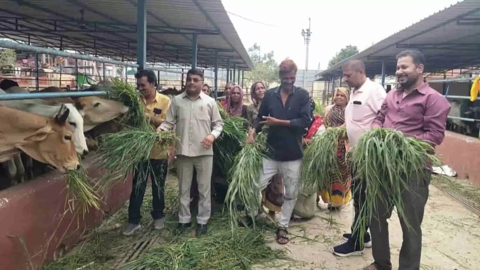 तस्वीर में कार्यकर्ता बारां की गौशाला में गौवंश को हरा चारा खिला रहे हैं।