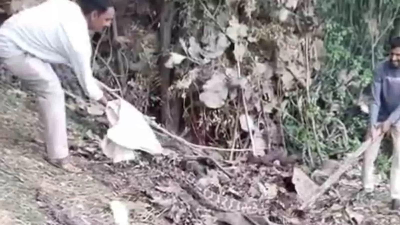 तस्वीर में दिख रही झाड़ियों के पास दो युवक लाठी और बोरे से अजगर का रेस्क्यू कर रहे हैं। तस्वीर में दिख रही झाड़ियों के पास दो युवक लाठी और बोरे से अजगर का रेस्क्यू कर रहे हैं।