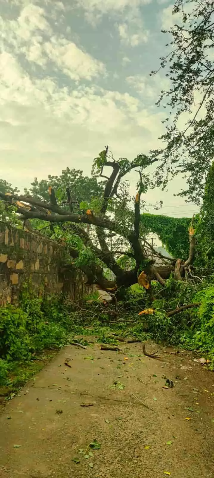 तस्वीर में सड़क पर गिरा हुआ पेड़ और उसकी टूटी शाखाएं दिख रही हैं। तस्वीर में सड़क पर गिरा हुआ पेड़ और उसकी टूटी शाखाएं दिख रही हैं।