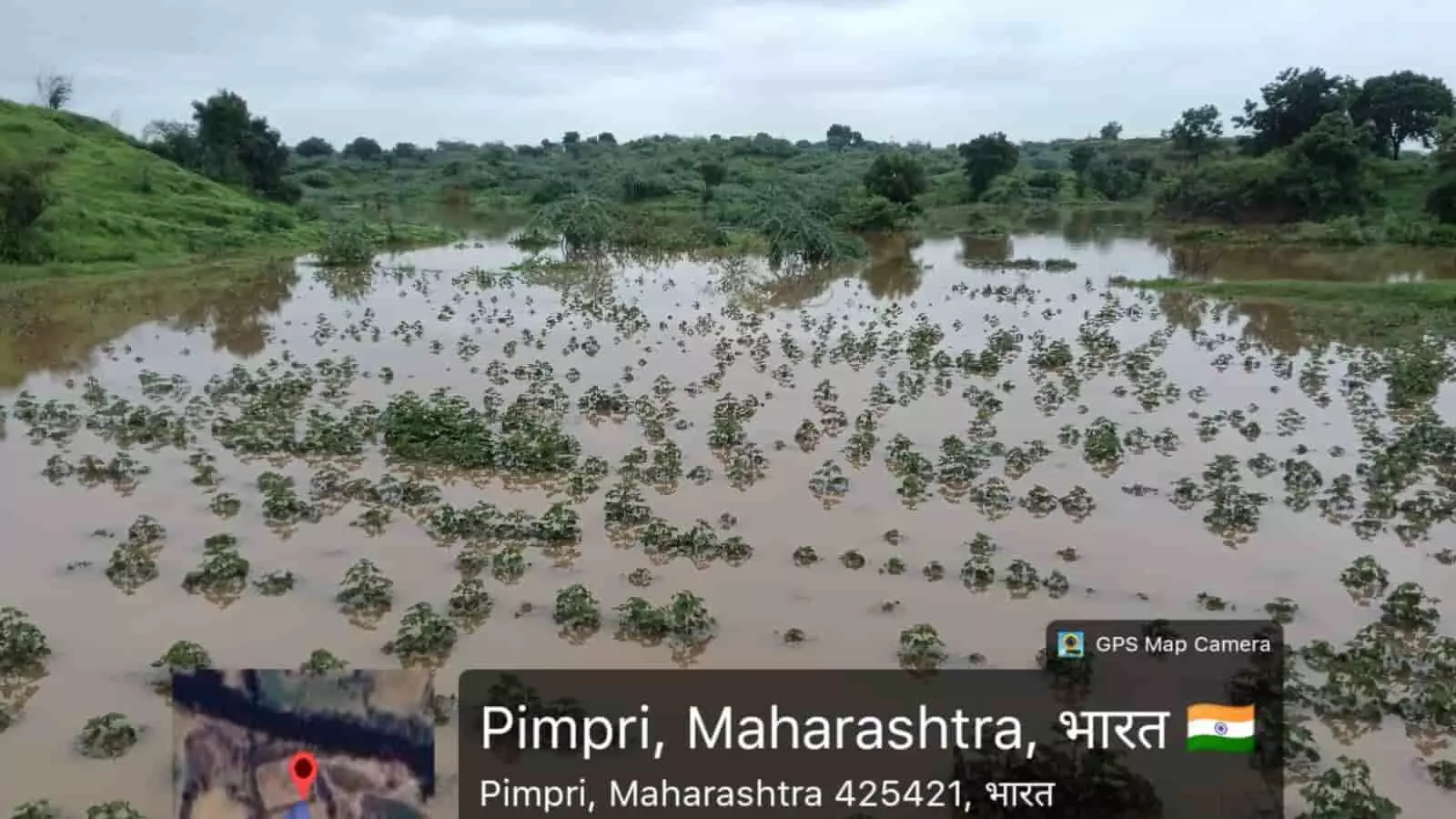 पिंपरी के खेत में पानी में डूबी फसलें और बैकवॉटर का दृश्य। पिंपरी के खेत में पानी में डूबी फसलें और बैकवॉटर का दृश्य।