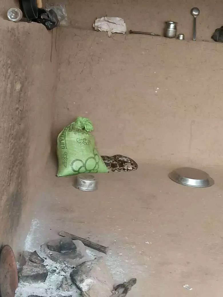 तस्वीर में घर के कच्चे फर्श पर एक कोने में अजगर बैठा हुआ दिखाई दे रहा है। तस्वीर में घर के कच्चे फर्श पर एक कोने में अजगर बैठा हुआ दिखाई दे रहा है।