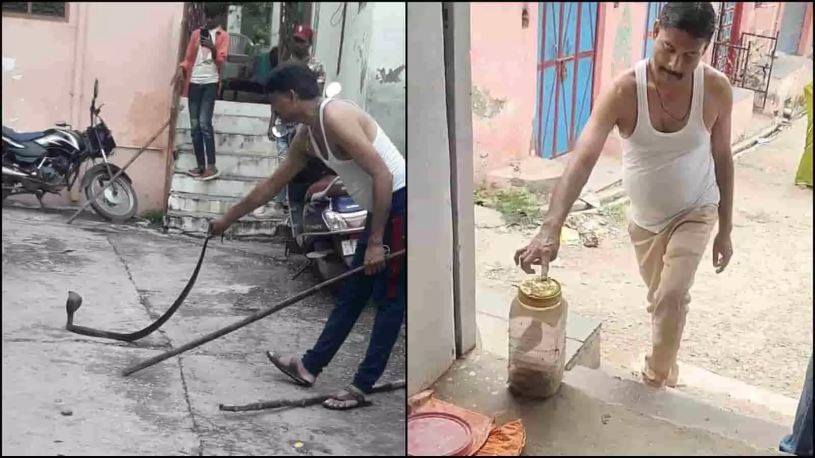 तस्वीर में एक व्यक्ति सफेद बनियान पहने झाड़ोल में सांप को डिब्बे में सुरक्षित पकड़ रहा है। तस्वीर में एक व्यक्ति सफेद बनियान पहने झाड़ोल में सांप को डिब्बे में सुरक्षित पकड़ रहा है।