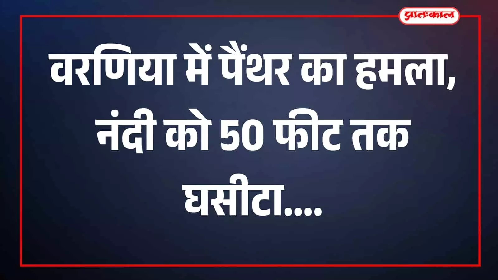 वरणिया में आबादी क्षेत्र के पास पैंथर और गोवंश दिखाई दे रहे हैं। वरणिया में आबादी क्षेत्र के पास पैंथर और गोवंश दिखाई दे रहे हैं।