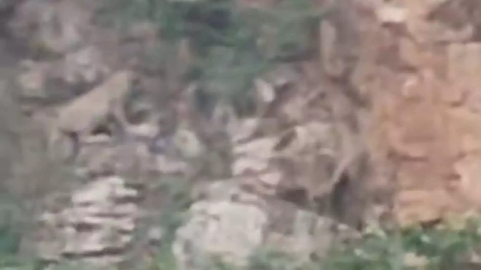 तस्वीर में निकुंभ की पहाड़ी की चट्टानों के बीच पैंथर की हलचल दिखाई दे रही है। तस्वीर में निकुंभ की पहाड़ी की चट्टानों के बीच पैंथर की हलचल दिखाई दे रही है।