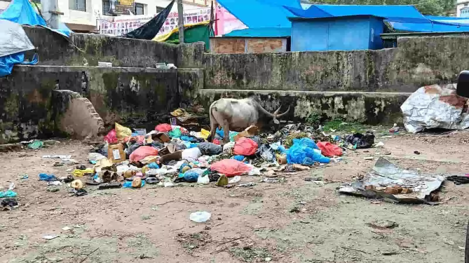 तस्वीर में खुले परिसर में कचरे के ढेर के बीच एक मवेशी दिखाई दे रहा है। तस्वीर में खुले परिसर में कचरे के ढेर के बीच एक मवेशी दिखाई दे रहा है।