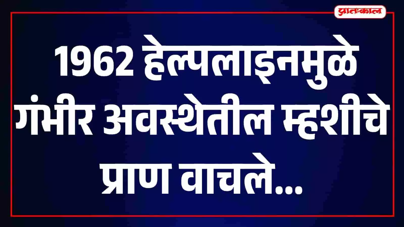 तस्वीर में डॉक्टर शिरपूर के नवीन आढे में बीमार म्हैस का इलाज करते नजर आ रहे हैं। तस्वीर में डॉक्टर शिरपूर के नवीन आढे में बीमार म्हैस का इलाज करते नजर आ रहे हैं।