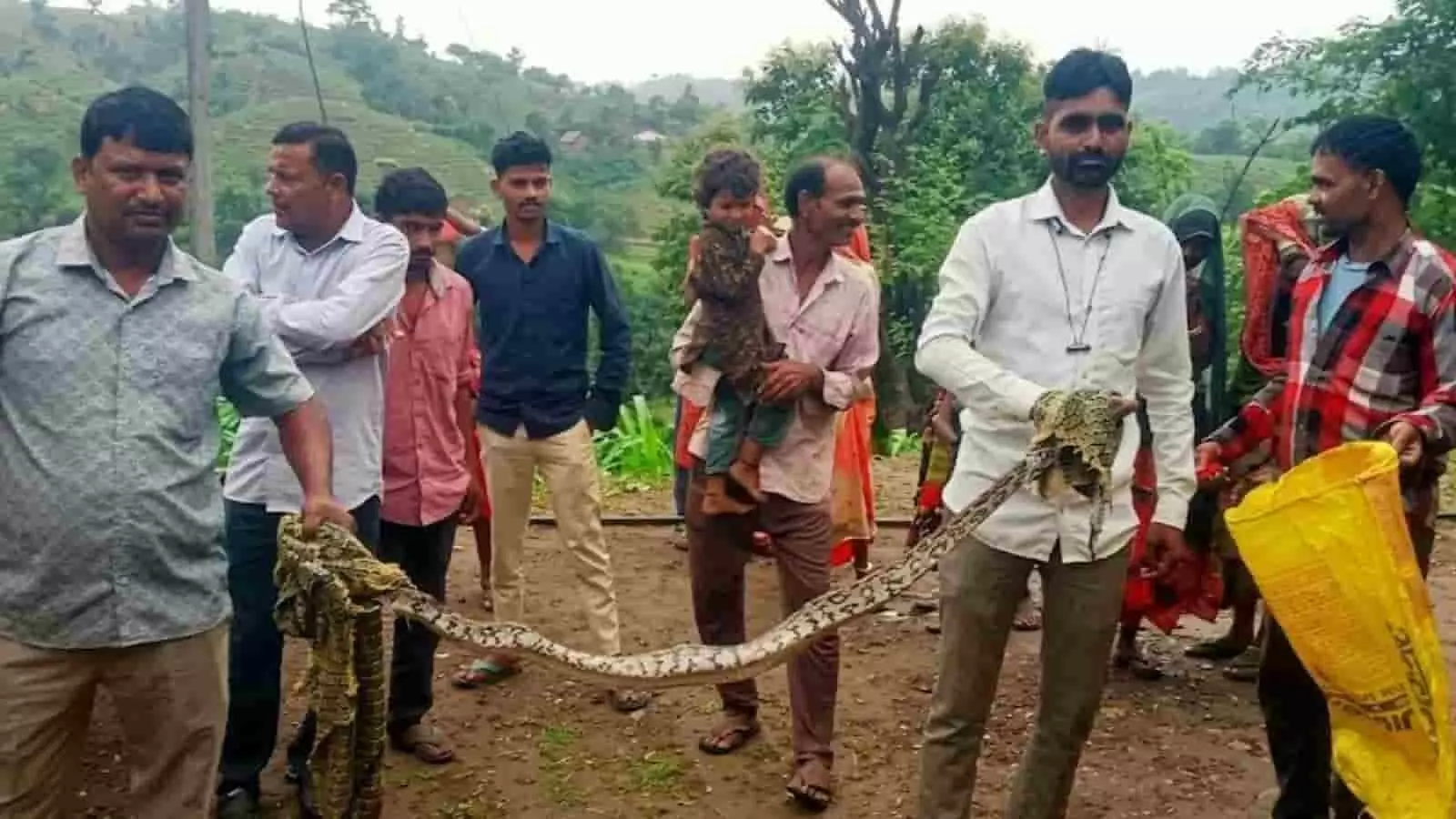 तस्वीर में ग्रामीण और वन कर्मी राणावाड़ा में रेस्क्यू किए गए अजगर को पकड़े हुए खड़े हैं। तस्वीर में ग्रामीण और वन कर्मी राणावाड़ा में रेस्क्यू किए गए अजगर को पकड़े हुए खड़े हैं।