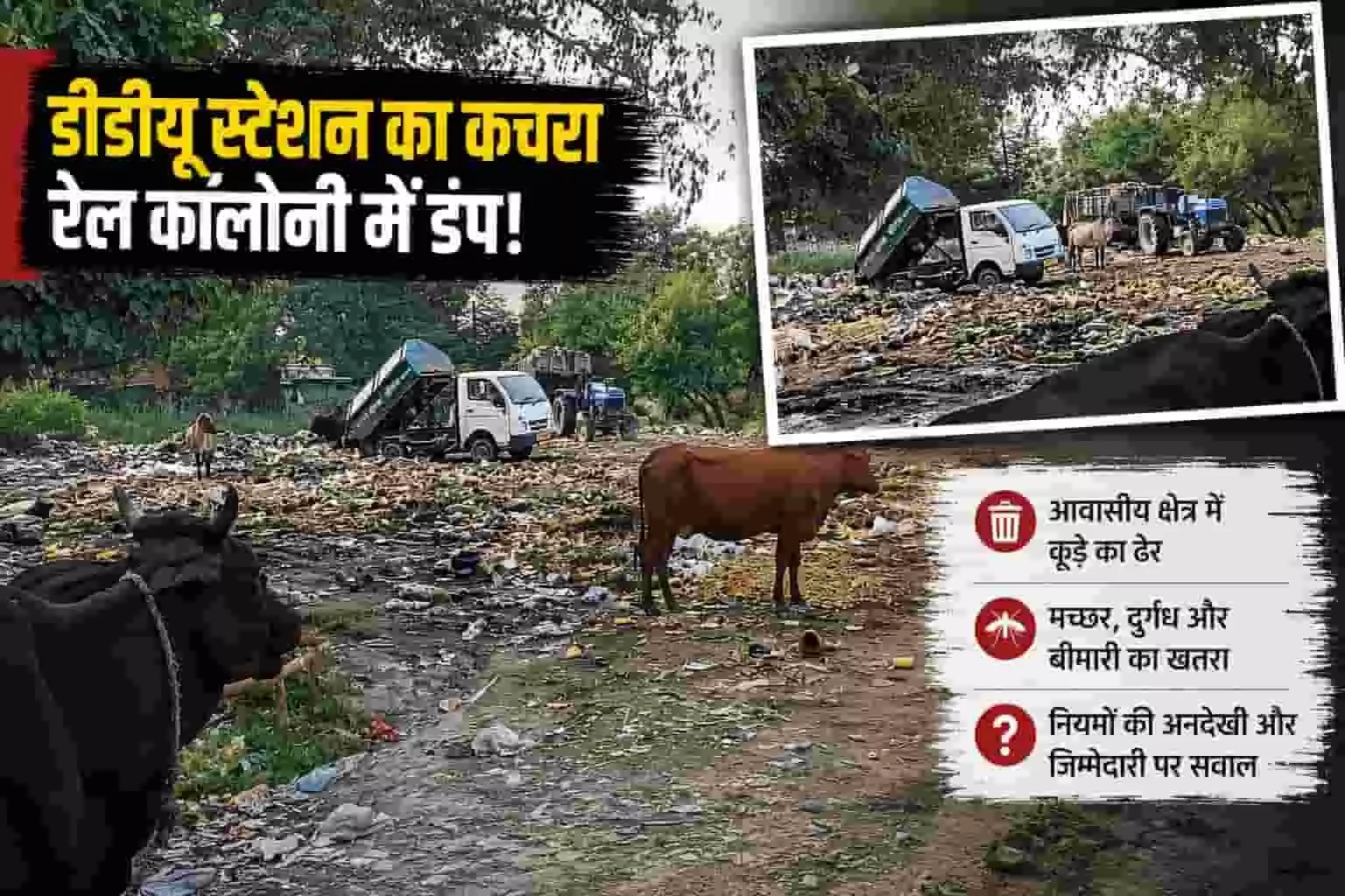 तस्वीर में पंडित दीनदयाल उपाध्याय रेलवे कॉलोनी के पास खुले में जमा कचरे का ढेर और मवेशी दिख रहे हैं। तस्वीर में पंडित दीनदयाल उपाध्याय रेलवे कॉलोनी के पास खुले में जमा कचरे का ढेर और मवेशी दिख रहे हैं।