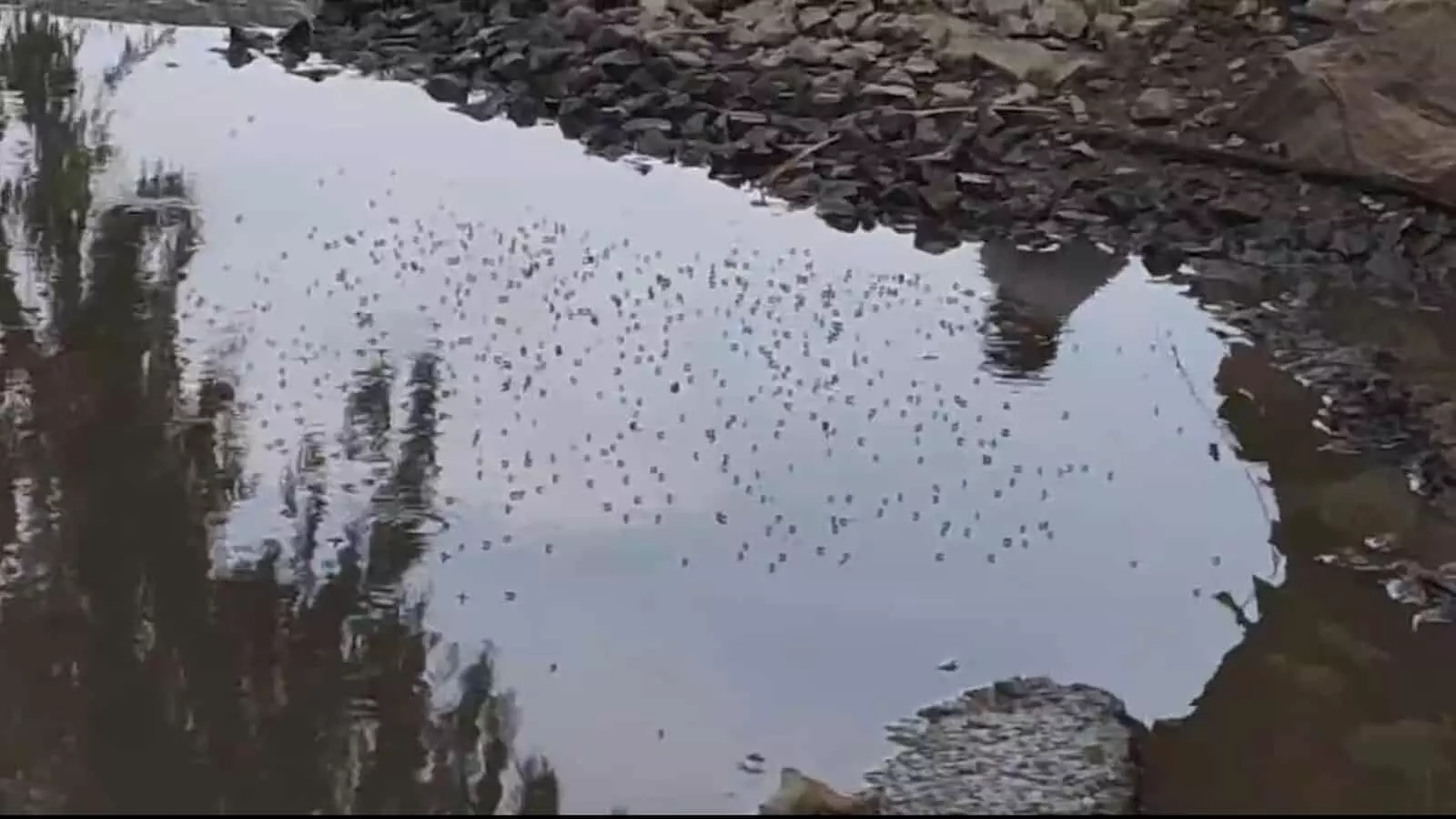 तस्वीर में खेरवाड़ा में सड़क पर जमा पानी और उस पर तैरते हुए मच्छरों के लार्वा दिख रहे हैं। तस्वीर में खेरवाड़ा में सड़क पर जमा पानी और उस पर तैरते हुए मच्छरों के लार्वा दिख रहे हैं।