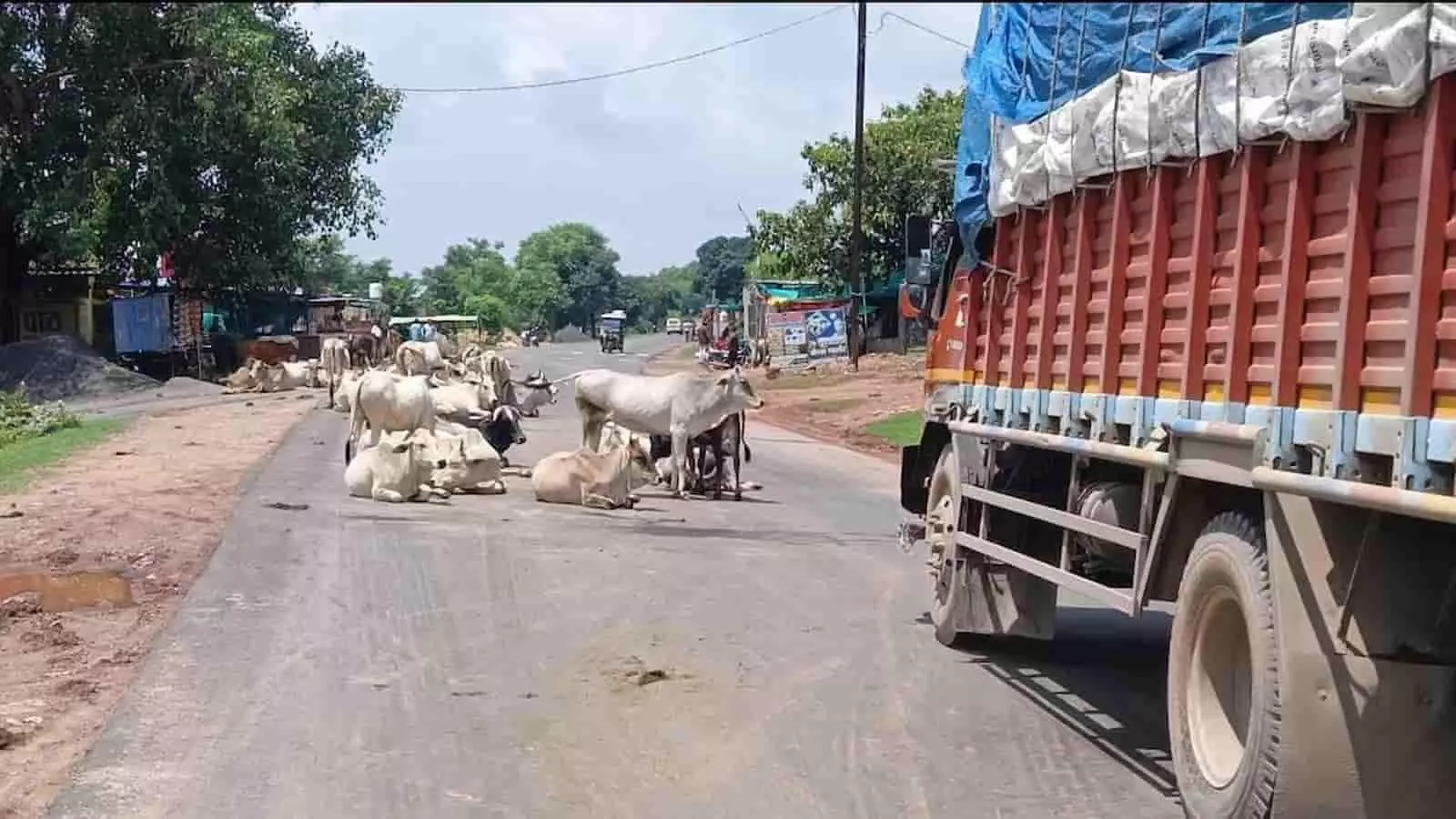 कटनी-दमोह रीठी मार्ग पर मवेशियों का जमावड़ा, हादसे का मंडरा रहा खतरा कटनी-दमोह रीठी मार्ग पर मवेशियों का जमावड़ा, हादसे का मंडरा रहा खतरा