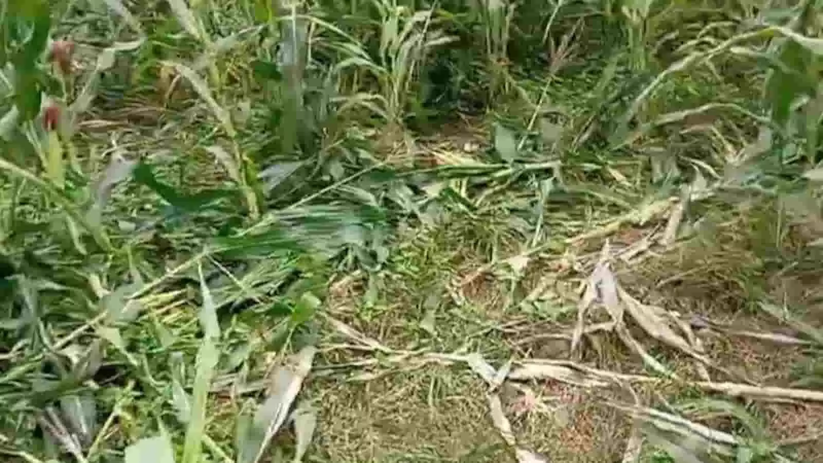 तस्वीर में चुण्डावत खेड़ी गांव के खेत में टूटी हुई मक्के की फसल दिख रही है। तस्वीर में चुण्डावत खेड़ी गांव के खेत में टूटी हुई मक्के की फसल दिख रही है।