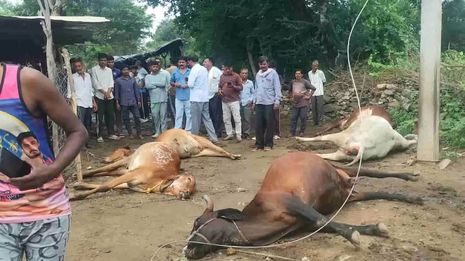 कुंथवास गांव के फार्म हाउस में करंट से मृत पड़े गोवंश और खड़े ग्रामीण। कुंथवास गांव के फार्म हाउस में करंट से मृत पड़े गोवंश और खड़े ग्रामीण।