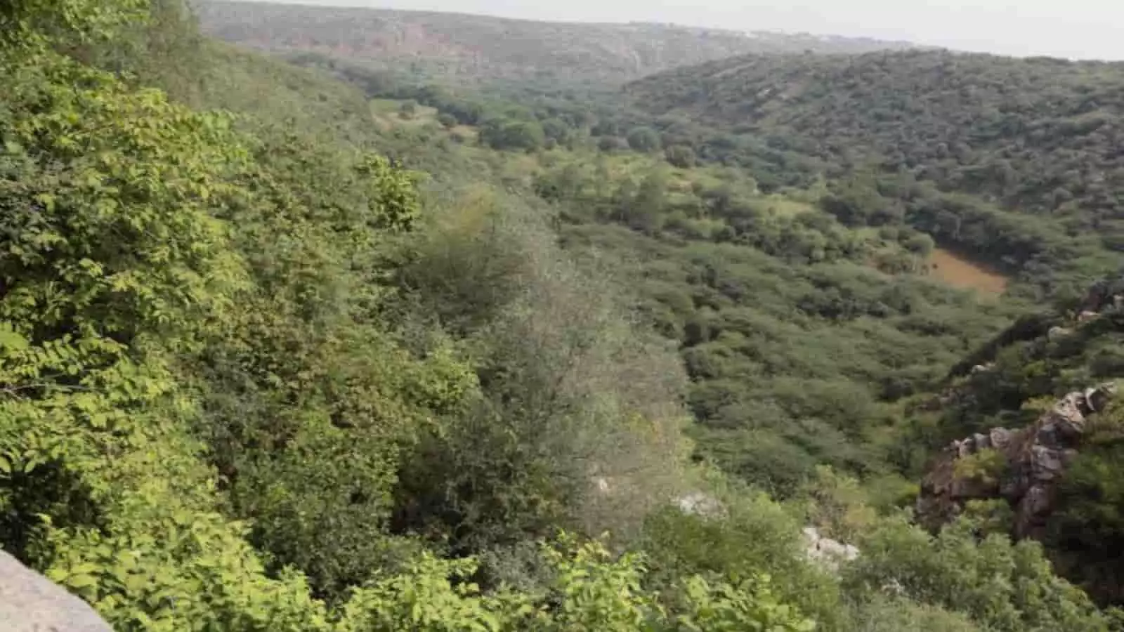 तस्वीर में अरावली क्षेत्र के हरे-भरे जंगल और पहाड़ियां दिखाई दे रही हैं। तस्वीर में अरावली क्षेत्र के हरे-भरे जंगल और पहाड़ियां दिखाई दे रही हैं।