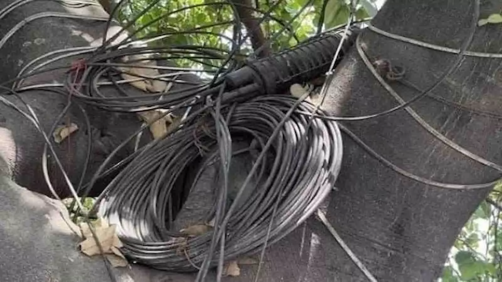 तस्वीर में मुंबई की सड़क पर पेड़ की शाखाओं के चारों ओर लिपटे काले केबल तार दिखाई दे रहे हैं। तस्वीर में मुंबई की सड़क पर पेड़ की शाखाओं के चारों ओर लिपटे काले केबल तार दिखाई दे रहे हैं।