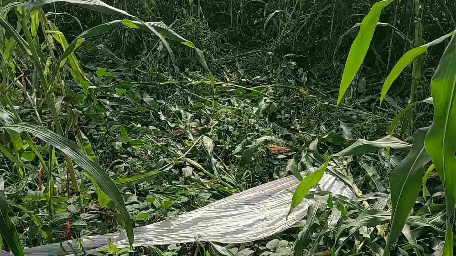 तस्वीर में खेत के अंदर चारों तरफ टूटी और बिखरी हुई मक्के की हरी फसल दिखाई दे रही है। तस्वीर में खेत के अंदर चारों तरफ टूटी और बिखरी हुई मक्के की हरी फसल दिखाई दे रही है।