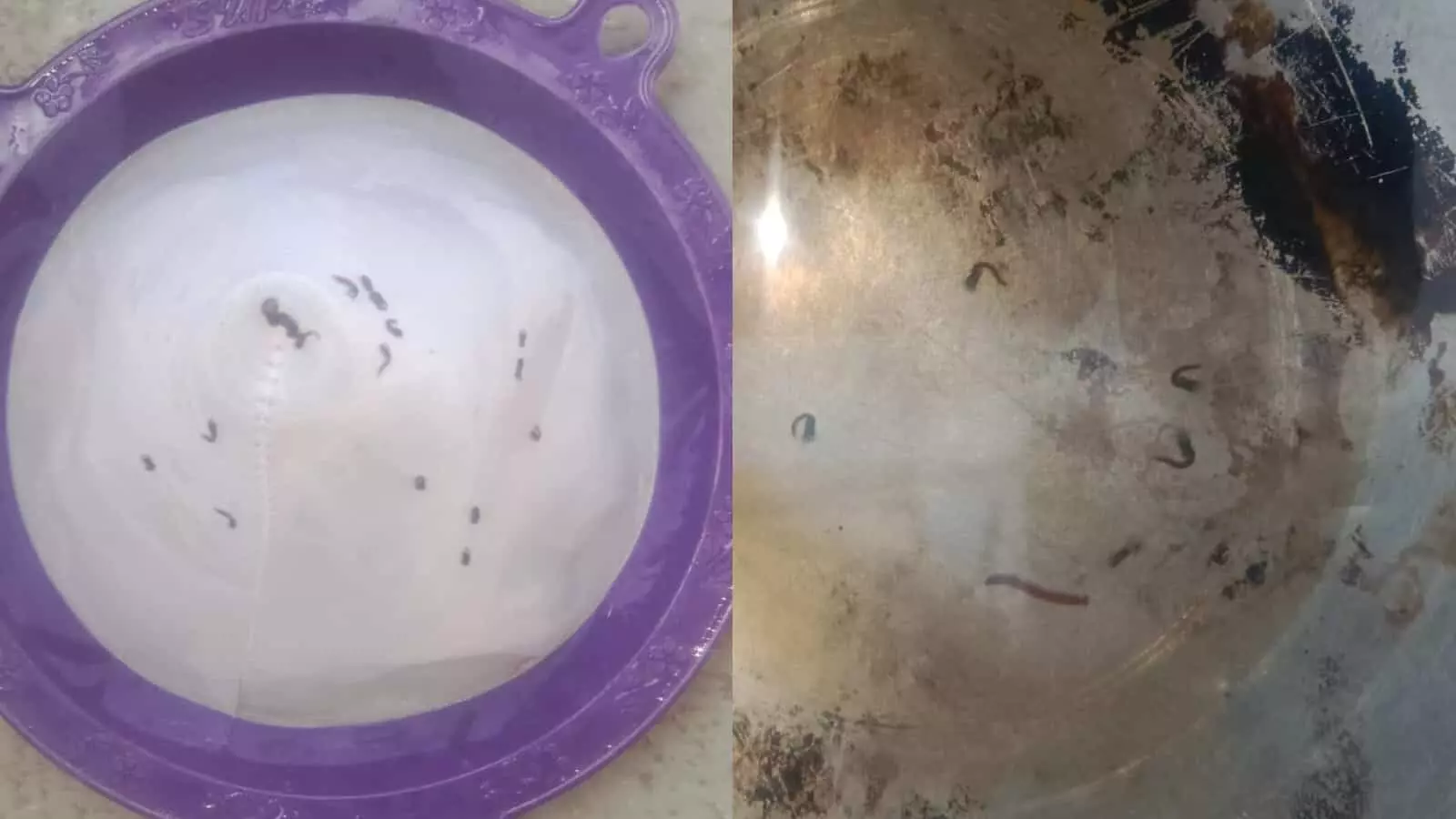 तस्वीर में एक बर्तन के भीतर पानी में छोटे कीड़े तैरते हुए नजर आ रहे हैं। तस्वीर में एक बर्तन के भीतर पानी में छोटे कीड़े तैरते हुए नजर आ रहे हैं।
