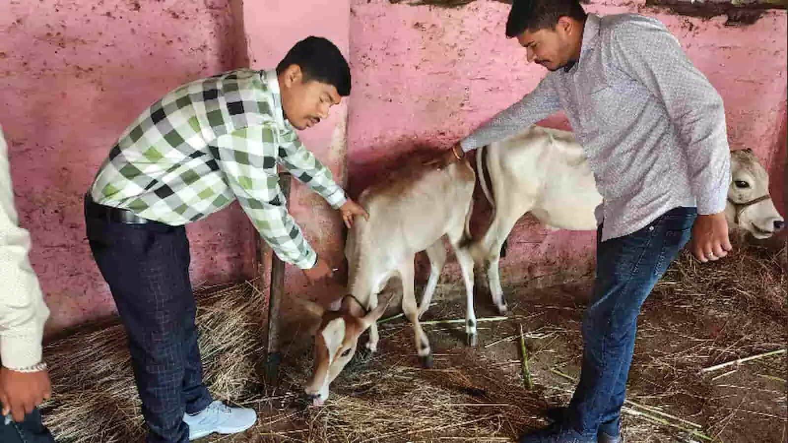 तस्वीर में बाएं और दाएं खड़े दो लोग शेड के अंदर एक गाय के बछड़े को टीका लगा रहे हैं। तस्वीर में बाएं और दाएं खड़े दो लोग शेड के अंदर एक गाय के बछड़े को टीका लगा रहे हैं।
