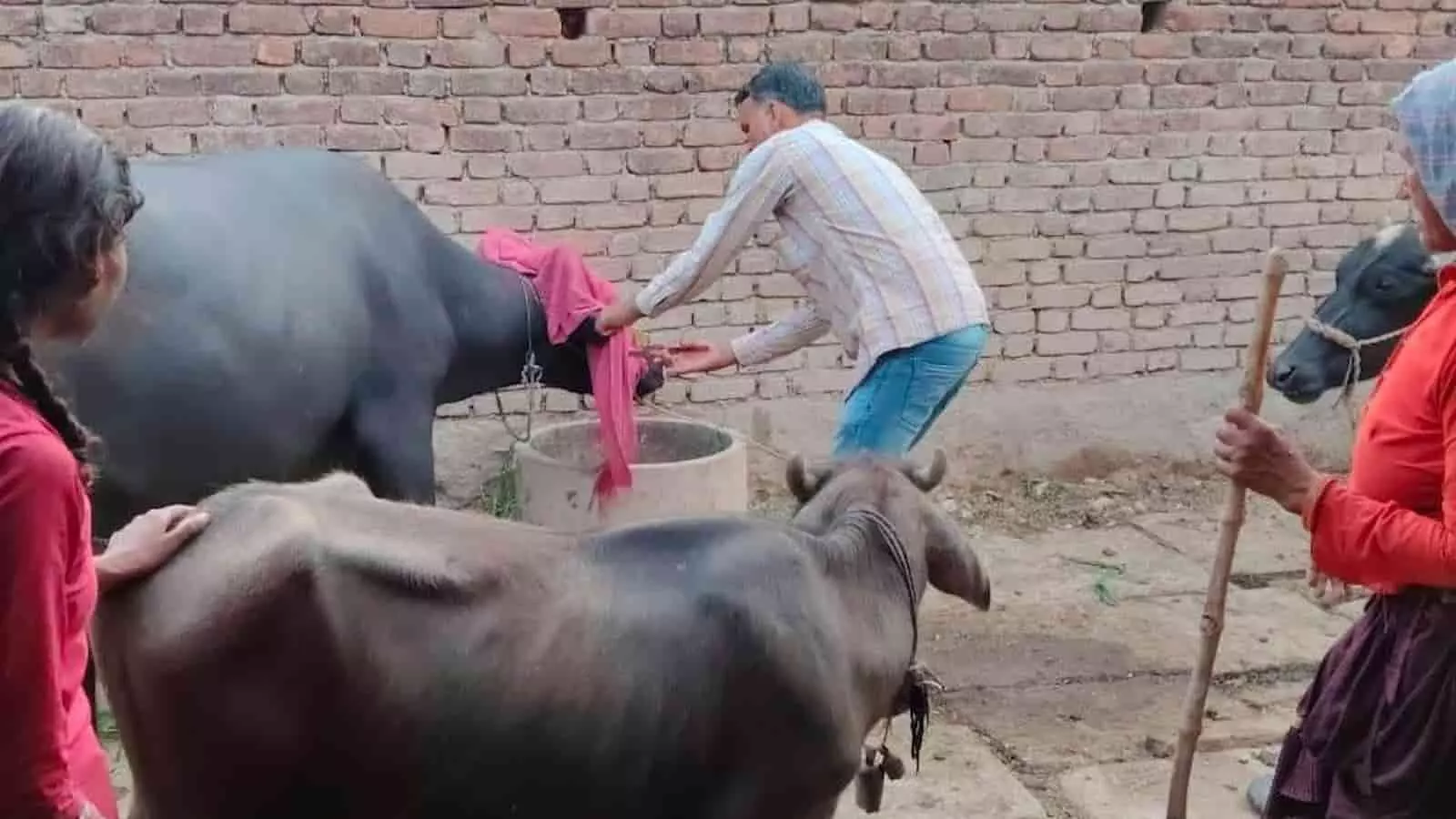 तस्वीर में एक व्यक्ति ग्रामीण आंगन में भैंस के पास खड़ा है और महिलाएं नजर आ रही हैं। तस्वीर में एक व्यक्ति ग्रामीण आंगन में भैंस के पास खड़ा है और महिलाएं नजर आ रही हैं।