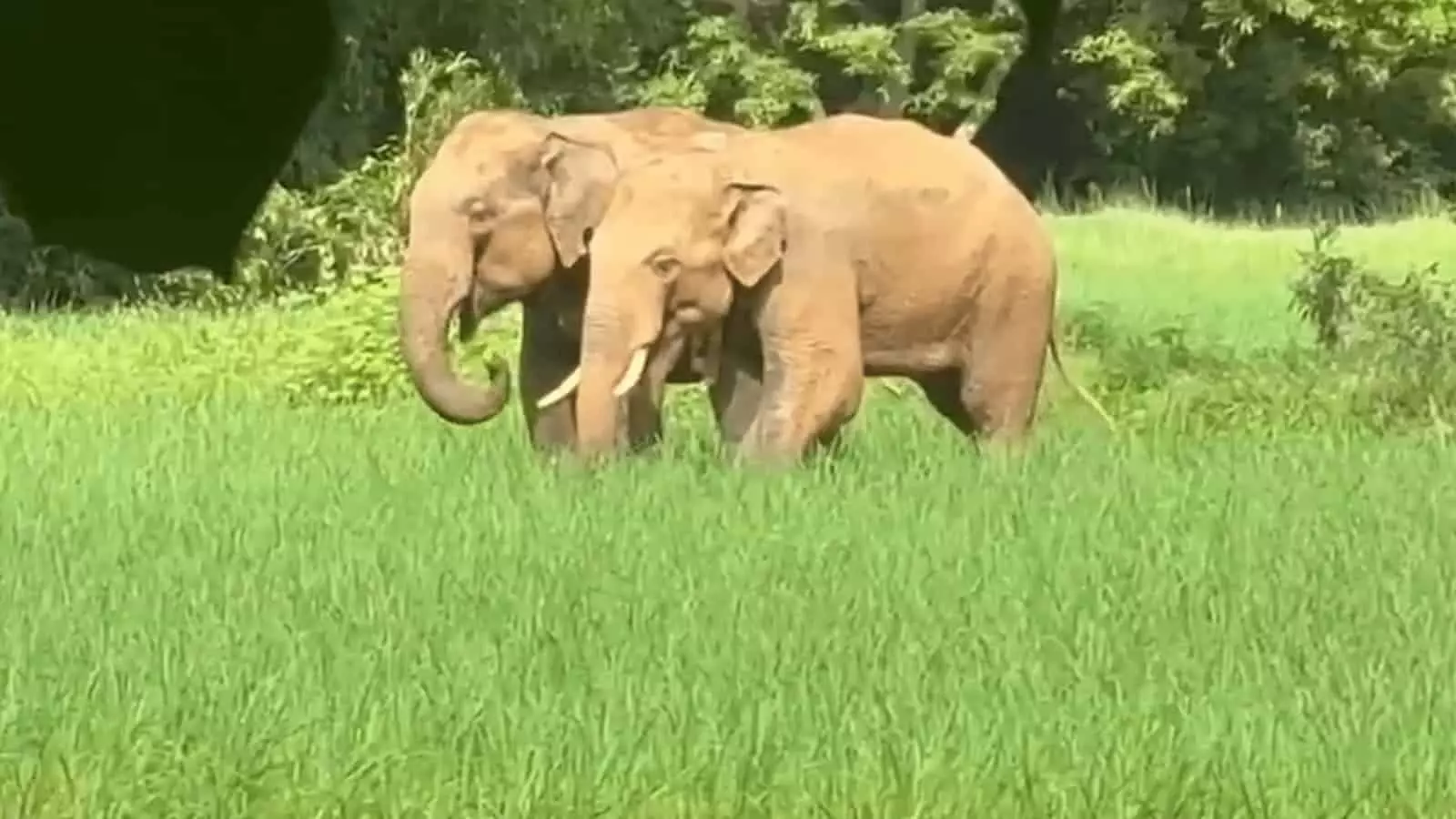 तस्वीर में दो हाथी हरे मैदान में खड़े हैं और पीछे पेड़ दिखाई दे रहे हैं। तस्वीर में दो हाथी हरे मैदान में खड़े हैं और पीछे पेड़ दिखाई दे रहे हैं।